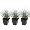 Image 2: 4 of 8 potjes Festuca glauca 'Elijah Blue'
