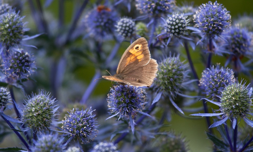 Image 8: Wildlife Perennial Collection – 25 or 50 Plants
