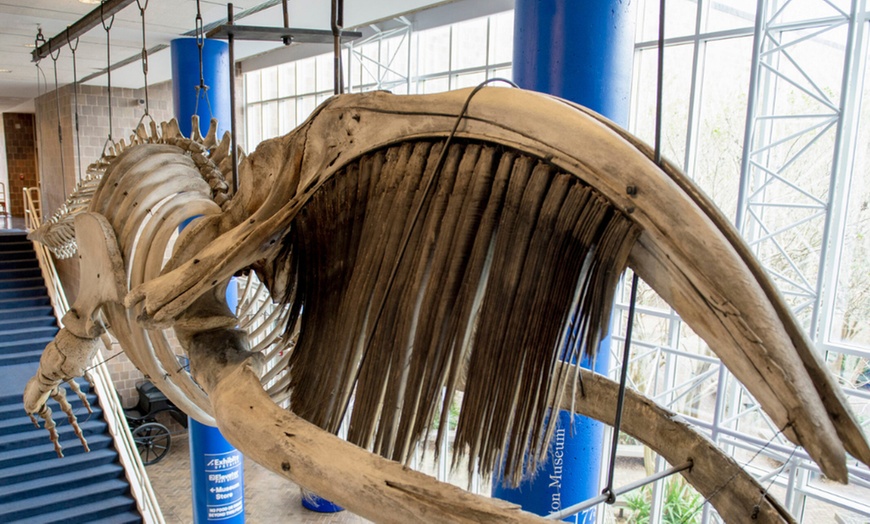 Image 6: Enjoy and Explore One-Day Tour Pass for One Adult or Child  