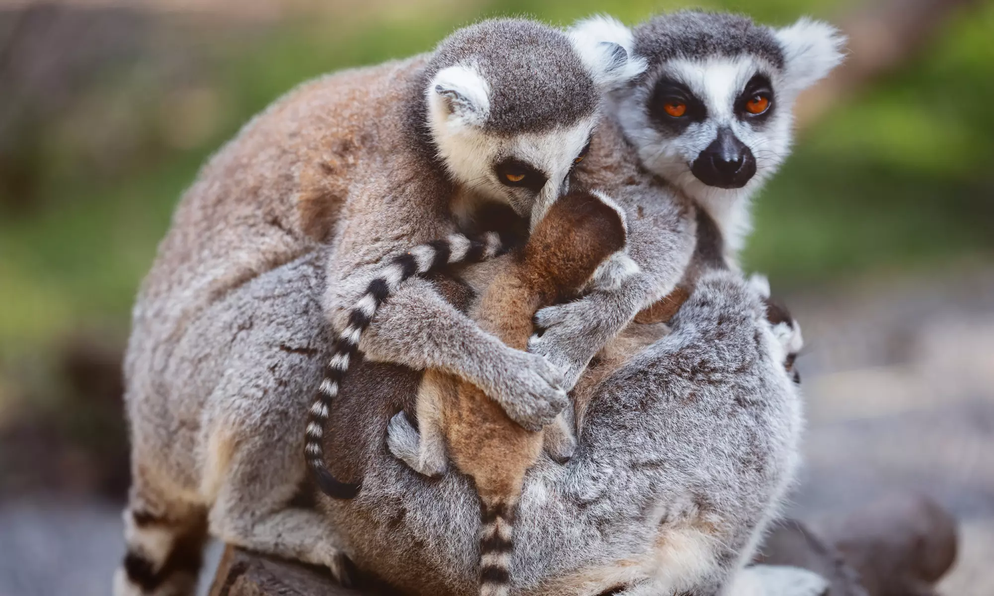 Enjoy Weekday, or Weekend Entry at Hoo Zoo and Dinosaur World