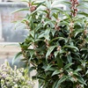 Image 10: Winter Hardy Shrubs - Cornus, Winter Jasmine - Sweet Box