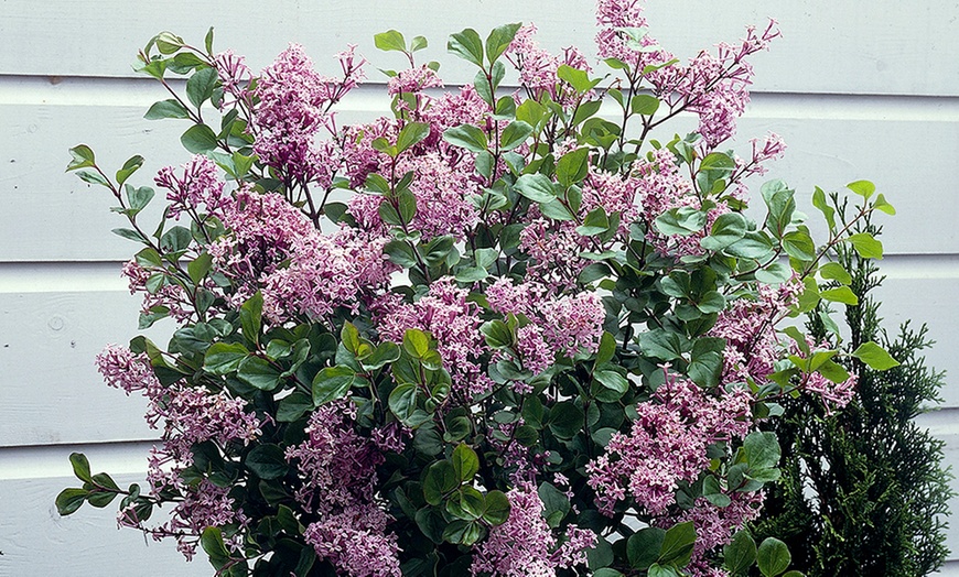 Image 2: Lilac Syringa Palibin Standard Potted Plants