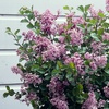Image 2: Lilac Syringa Palibin Standard Potted Plants