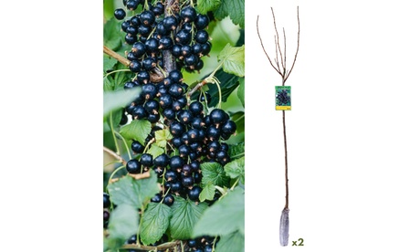 groupon Conjunto de 2 plantas de grosellero negro en un tallo, Black