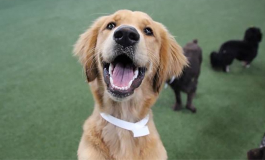 Image 1: Flexible One Hour, Half or Full Day Doggie Day Care Experiences