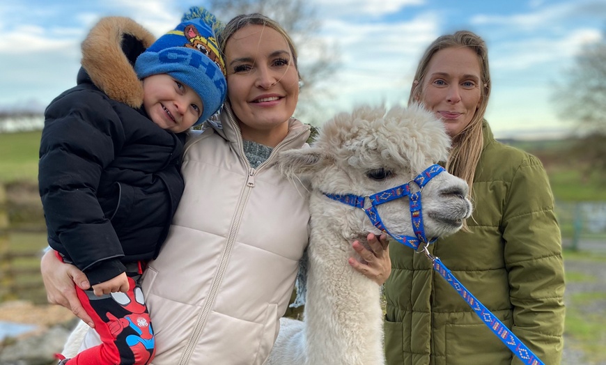 Image 11: Miniature Donkey & Alpaca Experience