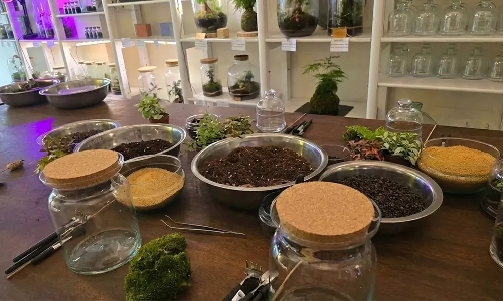 Taller para crear tu propio terrario o kokedama para 1, 2 o 4 personas