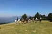 Ruta a caballo de 1 hora y media para 1 o 2 personas en Hípica Vilaformiu - Second Medium