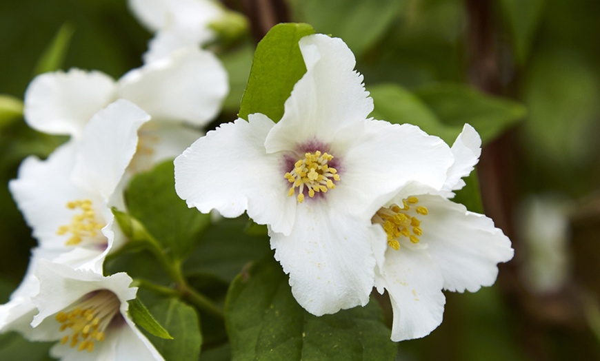 Image 6: Mock Orange Philadelphus 'Pearls of Perfume' 1 or 3 Potted Plants