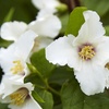 Image 6: Mock Orange Philadelphus 'Pearls of Perfume' 1 or 3 Potted Plants