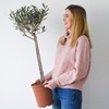 Image 10: Olive Standard Tree – 1 or 2 Plants with Optional Patio Pot