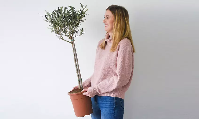 Olive Standard Tree – 1 or 2 Plants with Optional Patio Pot