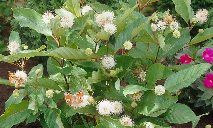 buttonbush-not-sure-what-kind-of-flower-this-is-thanks-flickr