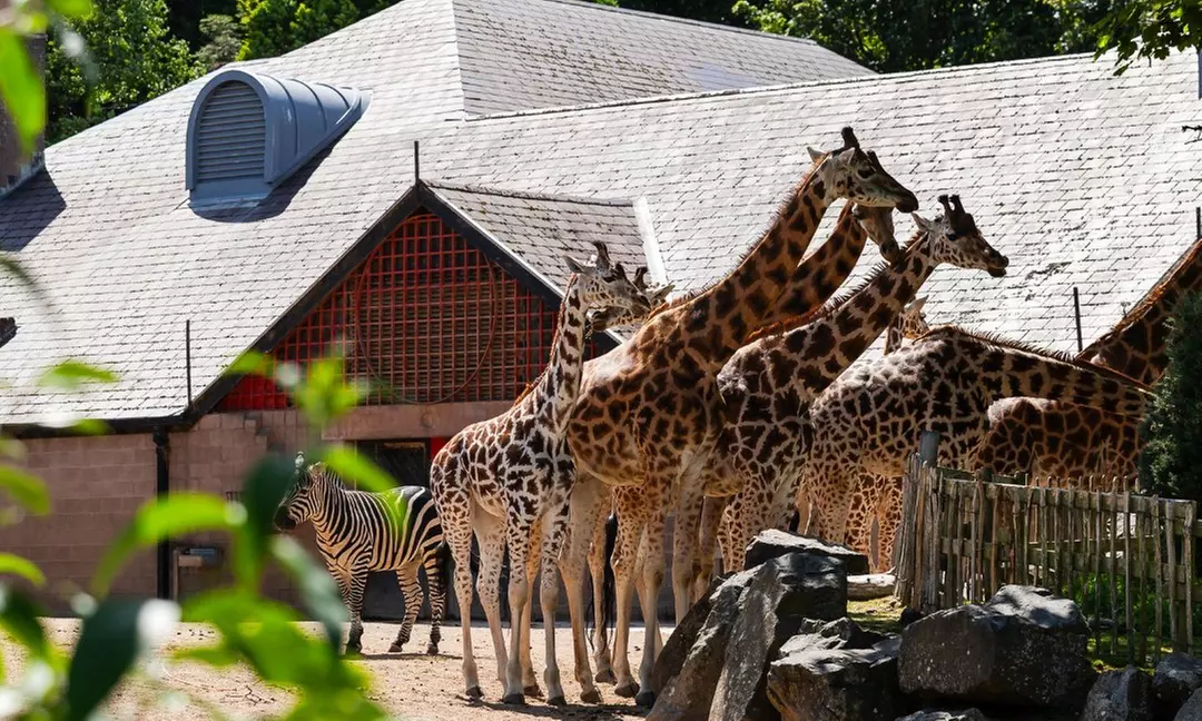 General Admission to Belfast Zoo For Child, Adult, or Family