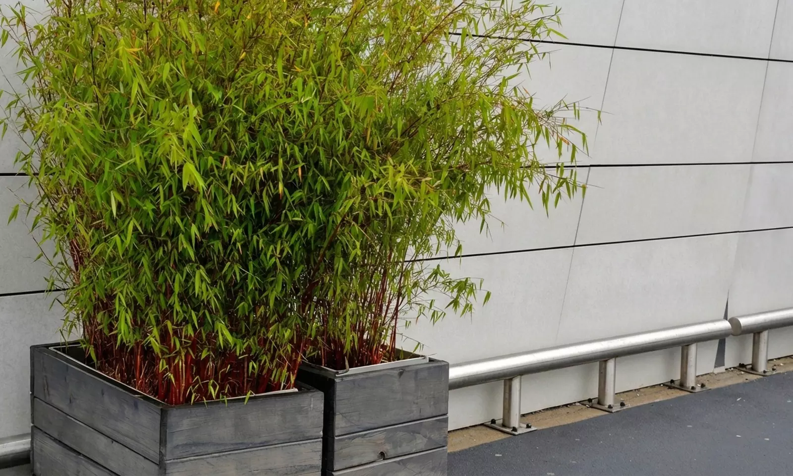 Set de 3 ou 6 bambous "Fargesia Rufa"