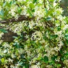 Image 8: Climbing Scented Star Jasmine Potted Plants 
