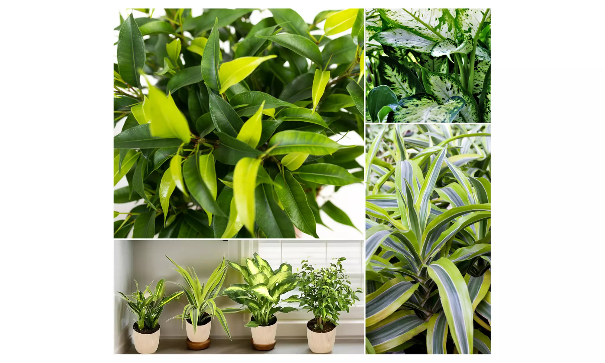 Set de 4 plantes d'intérieur différentes et purificatrices d'air - Primary Image