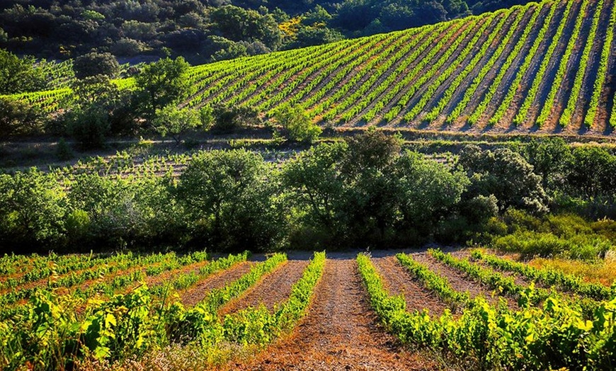 Image 7: Visite du domaine de Rombeau et découverte de vin 