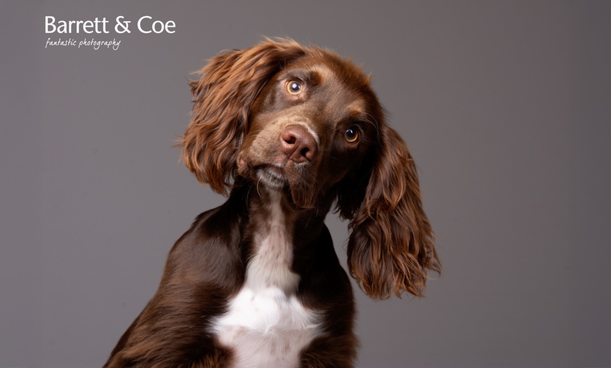 Image 10: Say Paw-lease! Pet Photoshoot + 8"x6" Print – Save up to 91%