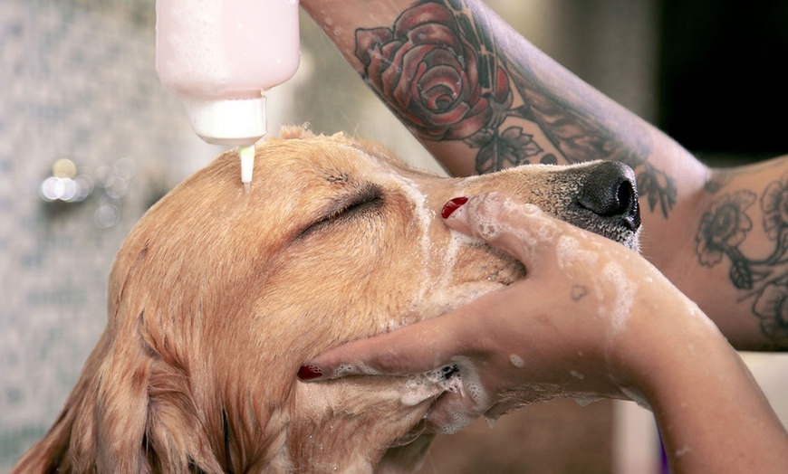 Image 3: Dog Swim Sessions or Deluxe Grooming Packages for All Breeds