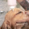 Image 3: Dog Swim Sessions or Deluxe Grooming Packages for All Breeds