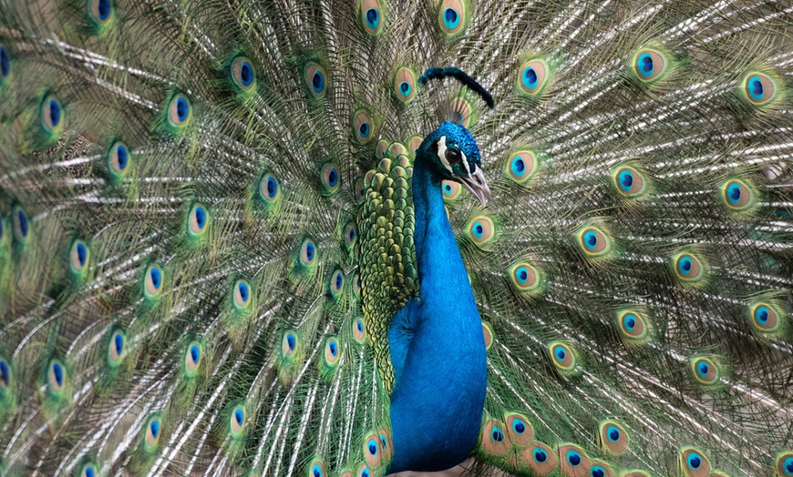 Image 11: Tageskarte Tierpark Leintalzoo