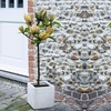 Image 1: Magnolia Patio Standard Trees - 5 Varieties to Choose From