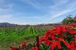Private 5-Hour Sonoma Wine Tour: Visit 2 Curated Wineries, Scenic Drives & More for Up to 14 (Up to 50% Off) - Second Medium