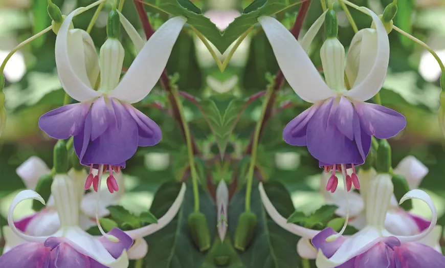 Image 3: 3, 9 or 18 Fuchsia Hardy Collection Postiplugs 