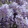 Image 1: Wisteria 'Amethyst Falls' Potted Plant 