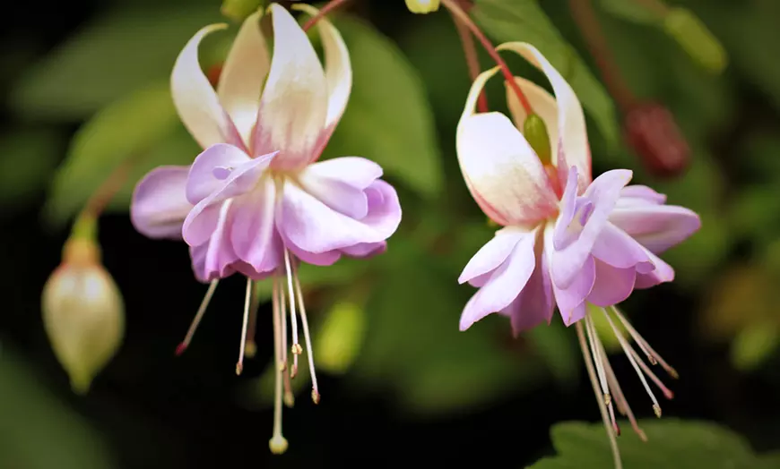 Image 11: Up to 100 Fuchsia Giant Mixed Collection Plants