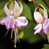 Image 11: Up to 100 Fuchsia Giant Mixed Collection Plants