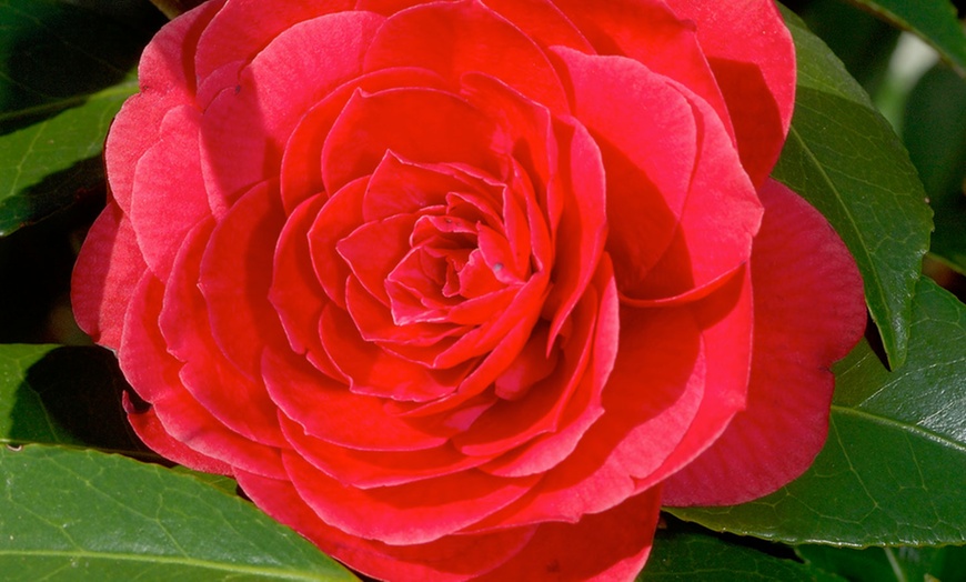 Image 2: 1 oder 2 japanische Rosen-Sträucher "Camellia japonica" XL