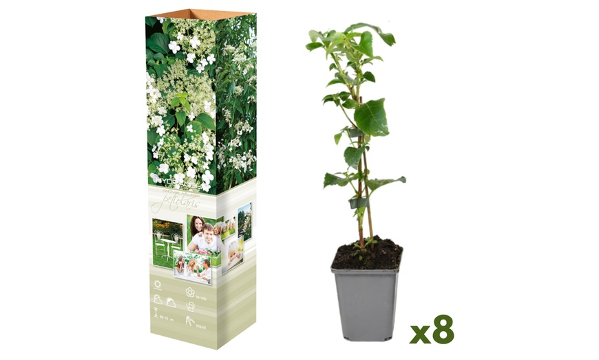 Image 5: Lot d'Hydrangea grimpant