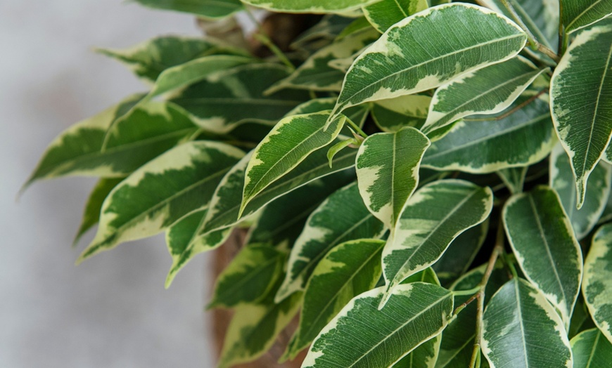 Image 10: Ficusplant in soort naar keuze van het merk Rootz