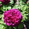 Image 8: Hybrid Tea Rose Collection 