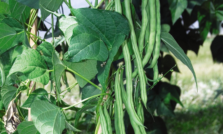 Image 4: 6 or 12 Vegetable Climbing Bean Plants