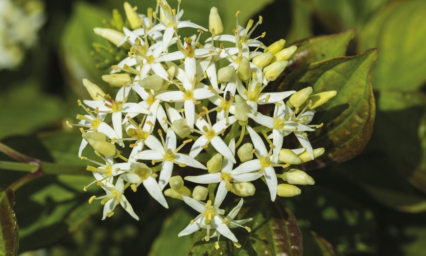 Image 5: One, Two or Three Hardy Cornus Winter Flame Potted Plants