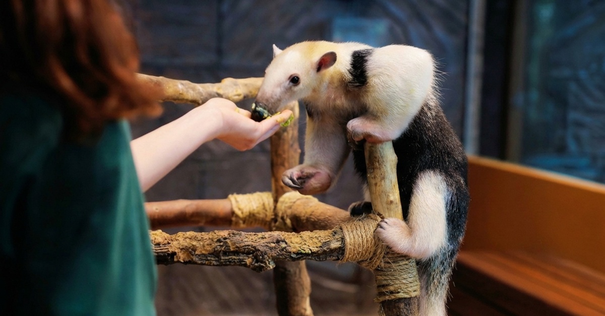 The Green Planet Dubai Tickets – Indoor Rainforest Experience The Green Planet Dubai Tickets – Indoor Rainforest Experience