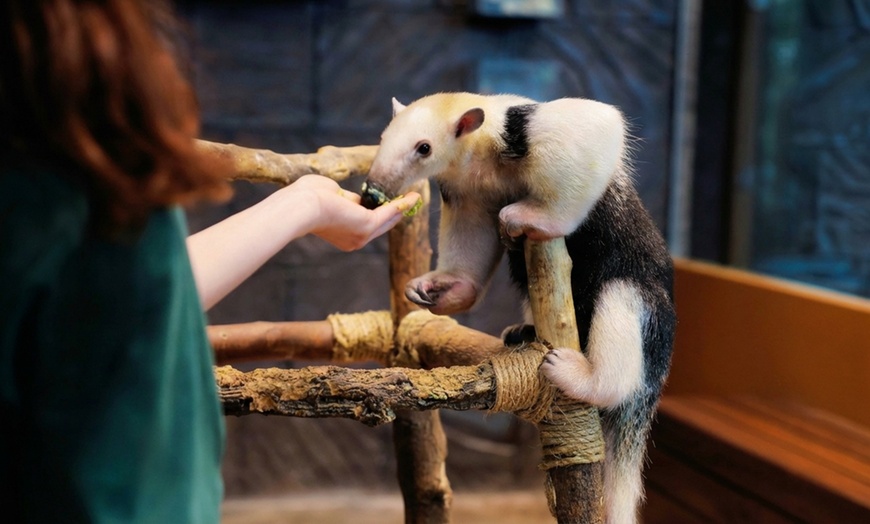 Image 12: The Green Planet Dubai Tickets – Indoor Rainforest Experience
