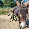 Image 3: Poznaj przyjazne zwierzęta: bilety rodzinne do Mini Zoo Uszate Ranczo