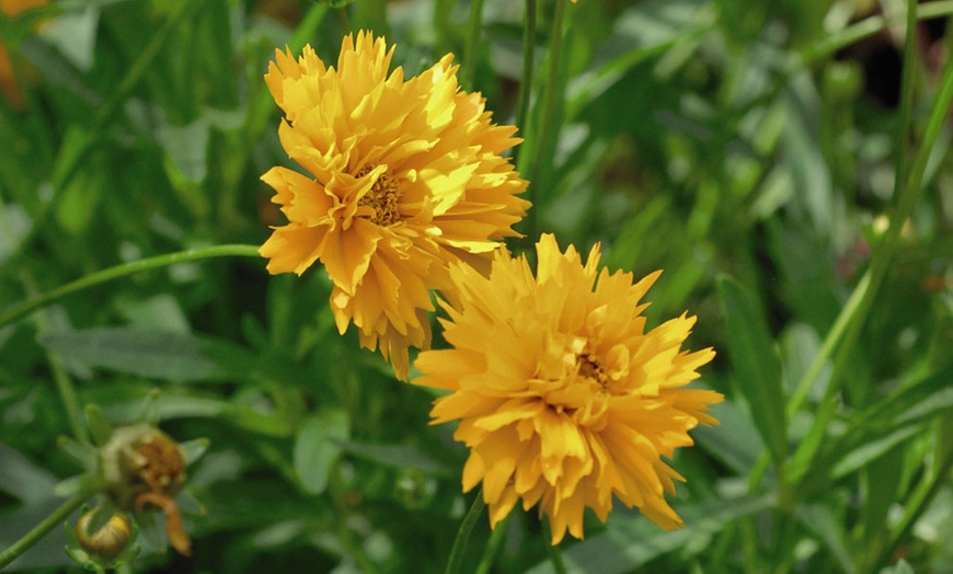 Image 1: One or Three Coreopsis Golden Joy Plants