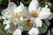 Mock Orange - Philadelphus 'Pearls of Perfume' or 'Belle Etoile' – 1 or 3 Potted Plants - Second Medium