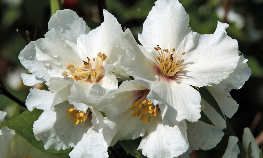 Image 5: Mock Orange Philadelphus 'Pearls of Perfume' 1 or 3 Potted Plants