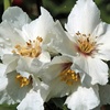 Image 5: Mock Orange Philadelphus 'Pearls of Perfume' 1 or 3 Potted Plants