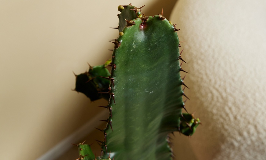 Image 2: 1 o 2 Piante Di Euphorbia Aruensis "Cowboy Cactus" - Altezza 60-70 cm