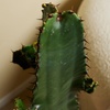 Image 2: 1 o 2 Piante Di Euphorbia Aruensis "Cowboy Cactus" - Altezza 60-70 cm
