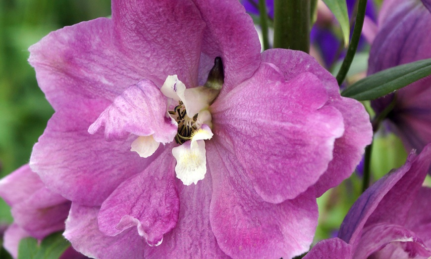 Image 3: Delphinium 'Magic Fountain' Established Plant