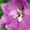 Image 3: Delphinium 'Magic Fountain' Established Plant