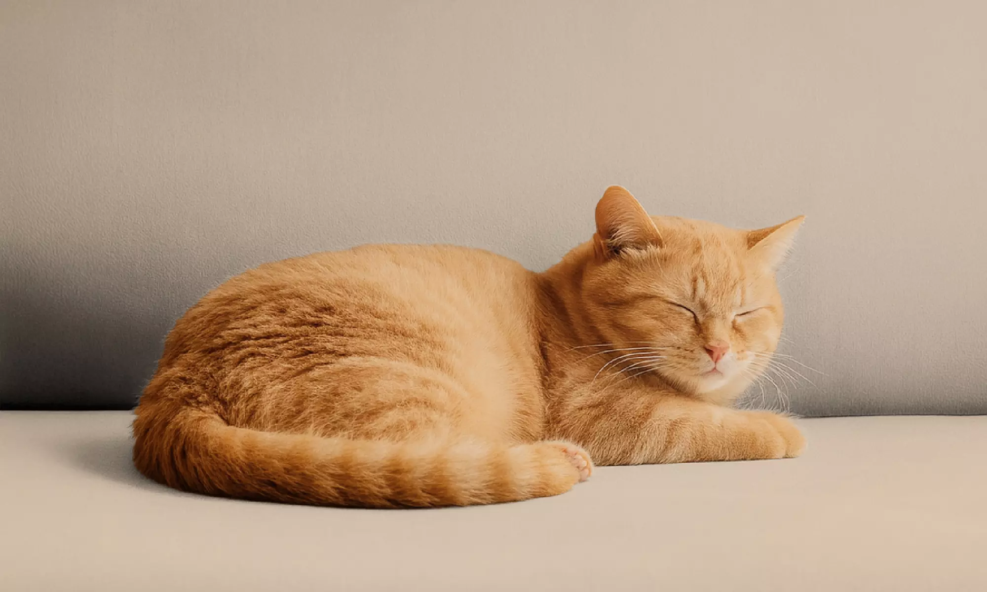 Copridivano o copripoltrona in velluto impermeabile